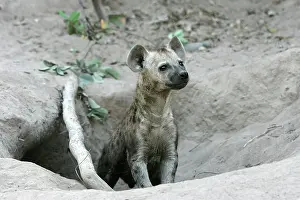 Hyaenas: Spotted Hyaena - at den entrance