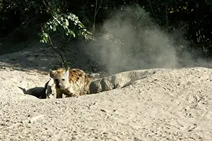 Hyaenas: Spotted Hyaena - at den entrance
