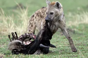 Dragging: Spotted Hyaena - dragging wildebeest prey