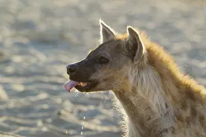 Hyaena: Spotted Hyaena - drinking at a waterhole - Kalahari