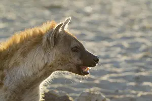 Hyaena: Spotted Hyaena - drinking at a waterhole - Kalahari