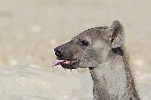 Headshot: Spotted Hyaena. Drinking at a waterhole. Kalahari