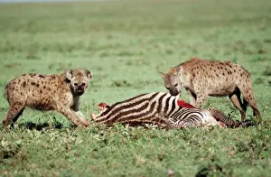 Stealing: Spotted Hyaena - Feeding at a Boehm's Zebra (Equus