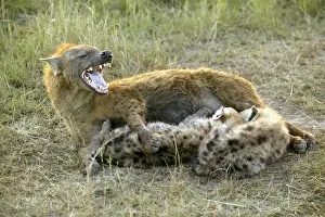 Hyaenas: Spotted Hyaena - feeding young