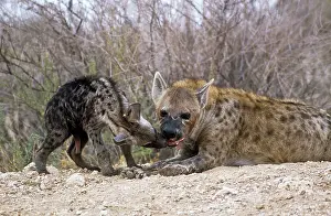 Hyaena: Spotted Hyaena - female, at den, with cub