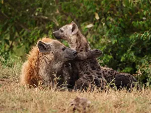 Hyaena: Spotted Hyaena-female with young one lying on the