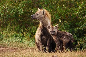 Hyaena: Spotted Hyaena-female with young one sitting on