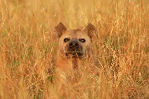 Hyaenas: Spotted Hyaena - amongst grass