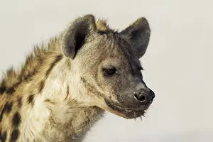 Headshot: Spotted Hyaena - juvenile
