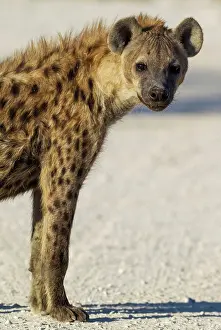 Hyaena: Spotted Hyaena - juvenile