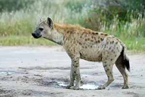 Hyaena: Spotted Hyaena at Kousant waterhole