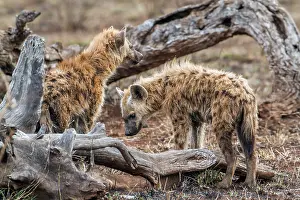 Hyaena: Spotted hyaena in Kruger National park