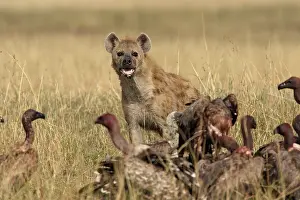 Hyaenas: Spotted Hyaena - looking at vultures at kill