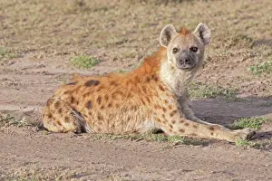 Hyaena: Spotted Hyaena - Lying down on open savannah plains