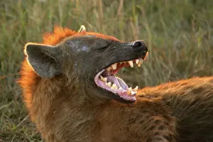 Hyaenas: Spotted Hyaena - with mouth open