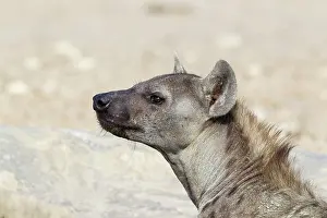 Headshot: Spotted Hyaena. Portrait. Kalahari Desert, Kgalagadi