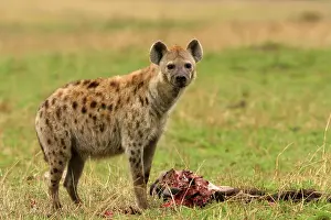 Hyaenas: Spotted Hyaena - with prey