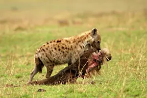 Dragging: Spotted Hyaena - with prey