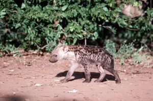 Penis: SPOTTED HYAENA PUP