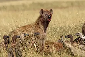 Hyaenas: Spotted Hyaena - scavanging at kill with vultures