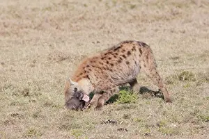 Hyaena: Spotted Hyaena - With skull on open savannah plains