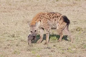 Hyaena: Spotted Hyaena - With skull on open savannah plains