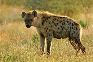 Hyaenas: Spotted Hyaena - standing in grass savannah in backlight