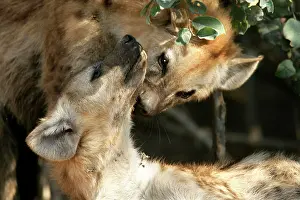 Hyaenas: Spotted Hyaena -two