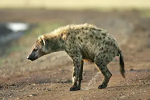 Urinating: Spotted Hyaena - urinating