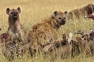 Hyaenas: Spotted Hyaena - two with vultures
