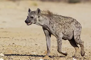 Hyaena: Spotted Hyaena. Walking towards a waterhole. Kalahari