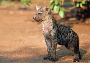 Hyaenas: Spotted Hyaena - young