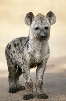 Hyaena: SPOTTED HYAENA - Young, standing