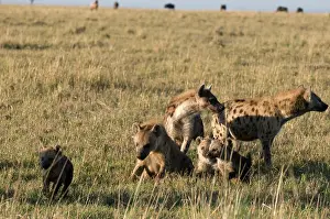 Hyaena: Spotted Hyaenas and cubs (Crocuta crocuta)