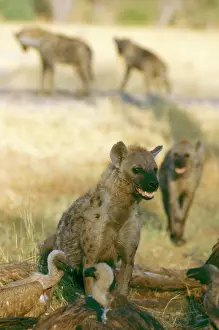 Quickly: Spotted Hyaenas - Gather quickly around large kills