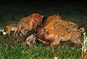 Hyaenas: Spotted Hyaenas - Killing Wildebeest / Gnu