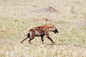 Hyenas: Spotted Hyena
