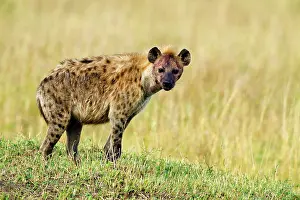 Hyenas: Spotted Hyena