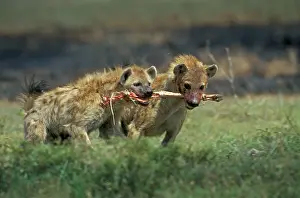 Hyenas: Spotted Hyena