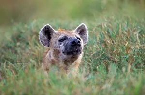 Hyenas: Spotted Hyena