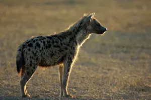 Listening: Spotted Hyena