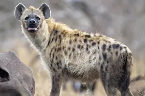 Hyaena: Spotted Hyena