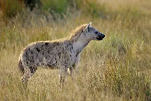 Grumeti: Spotted Hyena