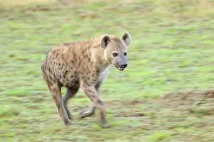 Slow: Spotted Hyena