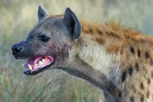 Marks: Spotted Hyena