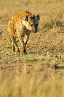 Hyaenas: Spotted Hyena