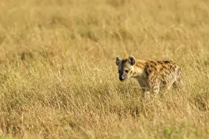 Hyaenas: Spotted Hyena