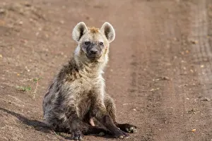 Hyaenas: Spotted Hyena