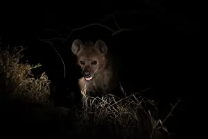 Hyaena: Spotted Hyena
