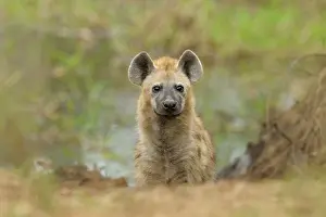 Durban: Spotted Hyena